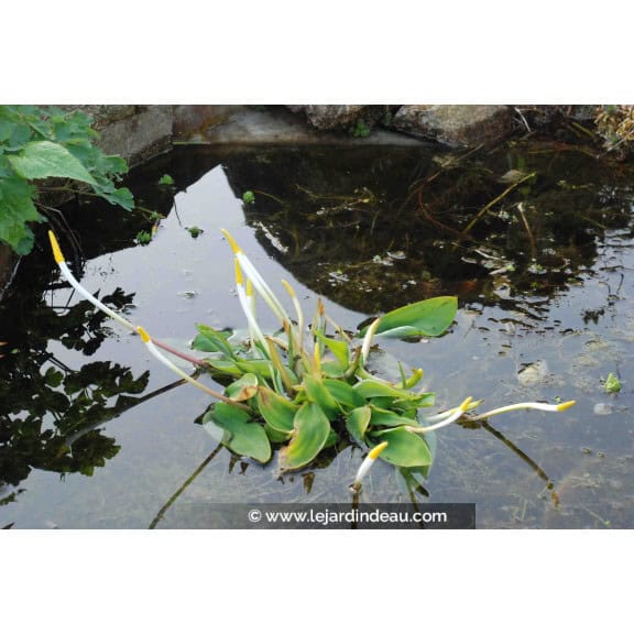 ORONTIUM aquaticum