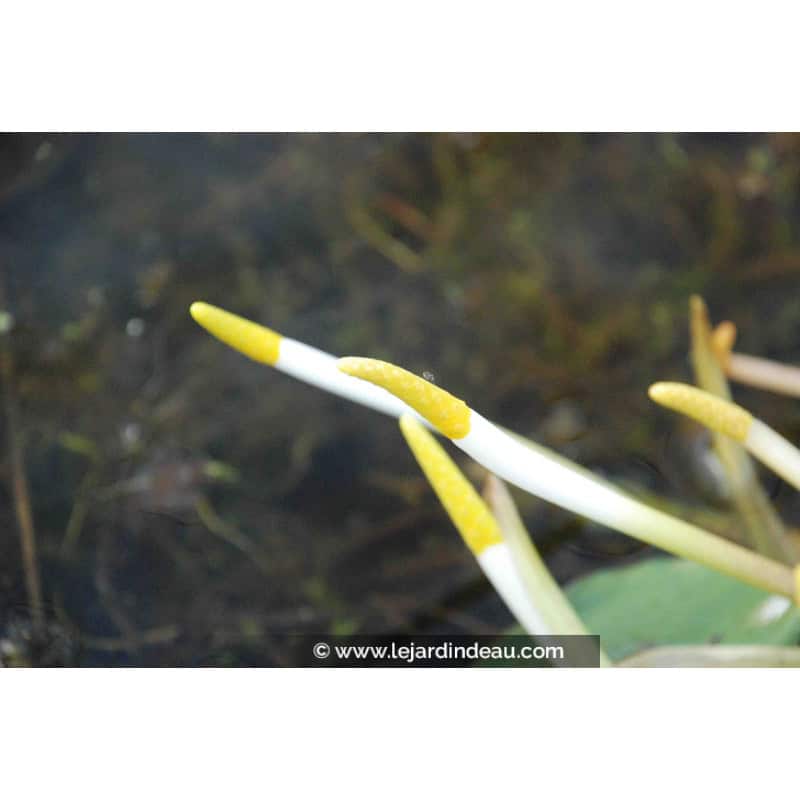 ORONTIUM aquaticum ORONTIUM aquaticum