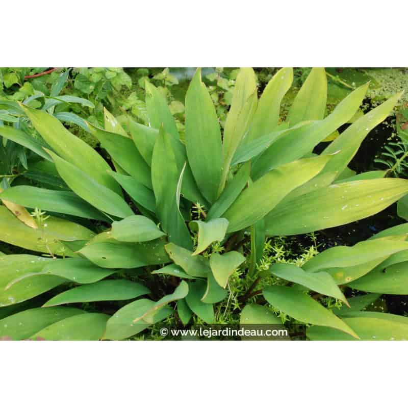 ORONTIUM aquaticum ORONTIUM aquaticum