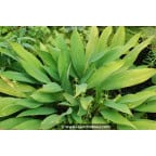 ORONTIUM aquaticum ORONTIUM aquaticum