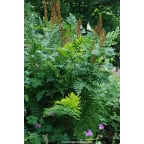 OSMUNDA regalis OSMUNDA regalis