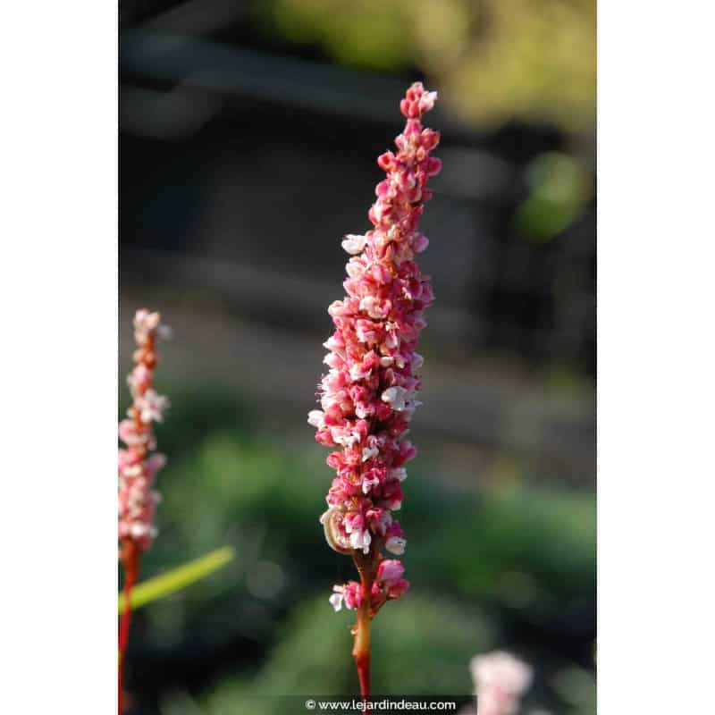PERSICARIA affinis 'Darjeeling Red' PERSICARIA affinis 'Darjeeling Red'