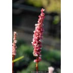 PERSICARIA affinis 'Darjeeling Red' PERSICARIA affinis 'Darjeeling Red'