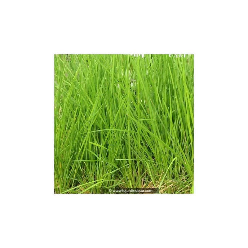 DESCHAMPSIA cespitosa DESCHAMPSIA cespitosa