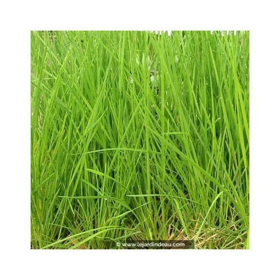 DESCHAMPSIA cespitosa