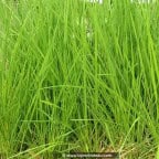 DESCHAMPSIA cespitosa DESCHAMPSIA cespitosa
