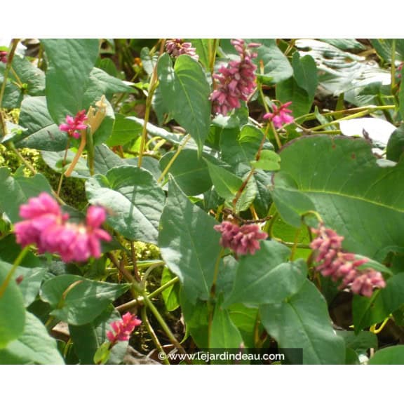 PERSICARIA amplexicaulis 'Inverleith'