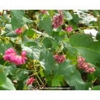 PERSICARIA amplexicaulis 'Inverleith' PERSICARIA amplexicaulis 'Inverleith'