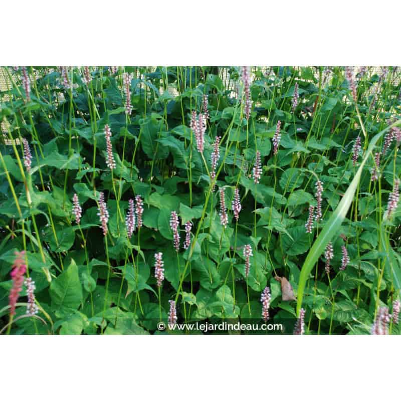 PERSICARIA amplexicaulis 'Rosea' PERSICARIA amplexicaulis 'Rosea'