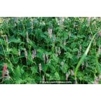 PERSICARIA amplexicaulis 'Rosea' PERSICARIA amplexicaulis 'Rosea'