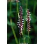 PERSICARIA amplexicaulis 'Rosea' PERSICARIA amplexicaulis 'Rosea'