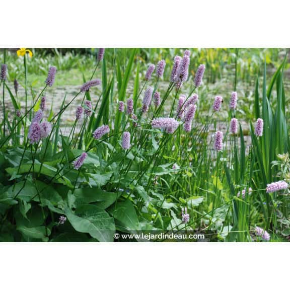 PERSICARIA bistorta 'Superba'
