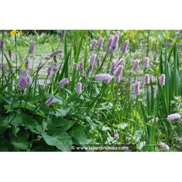 PERSICARIA bistorta \'Superba\' - polygonum / renouée