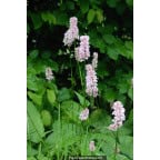 PERSICARIA bistorta 'Superba' PERSICARIA bistorta 'Superba'