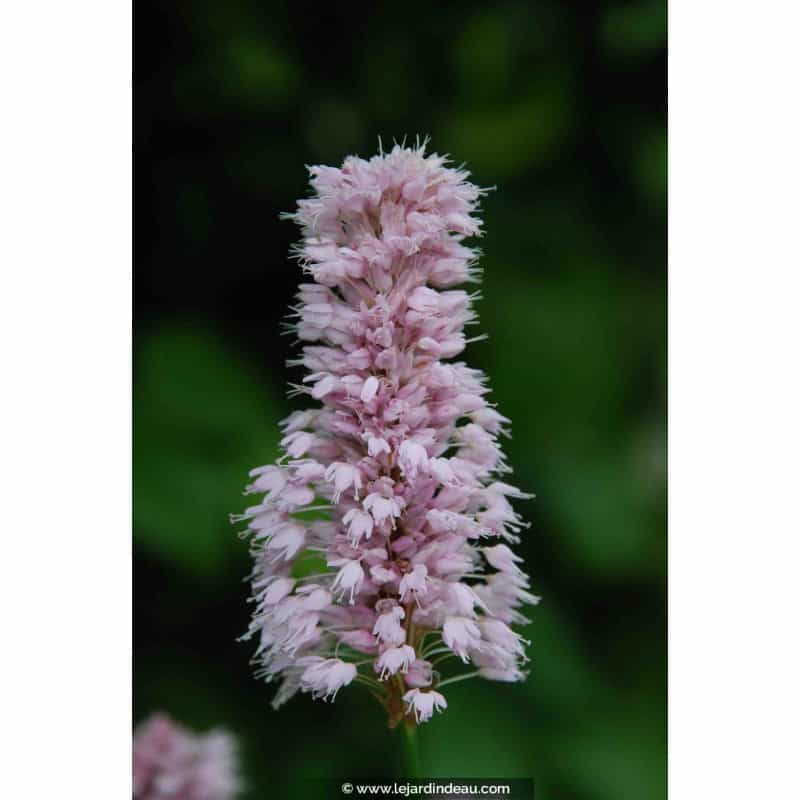 PERSICARIA bistorta 'Superba' PERSICARIA bistorta 'Superba'