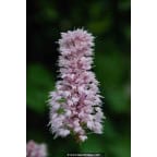 PERSICARIA bistorta 'Superba' PERSICARIA bistorta 'Superba'