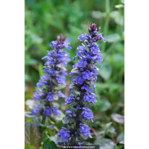 AJUGA reptans  'Atropurpurea'