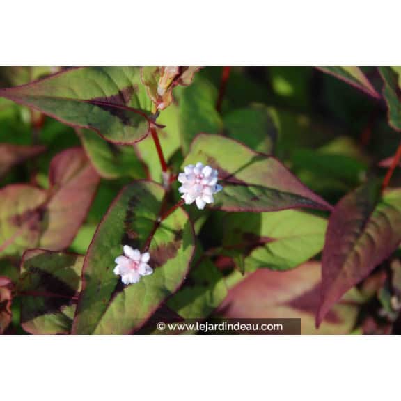 PERSICARIA elata