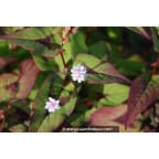 PERSICARIA elata