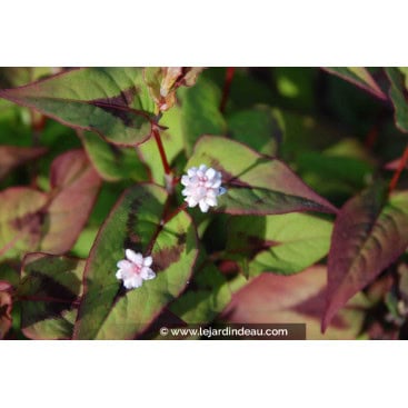 PERSICARIA elata - polygonum / renouée
