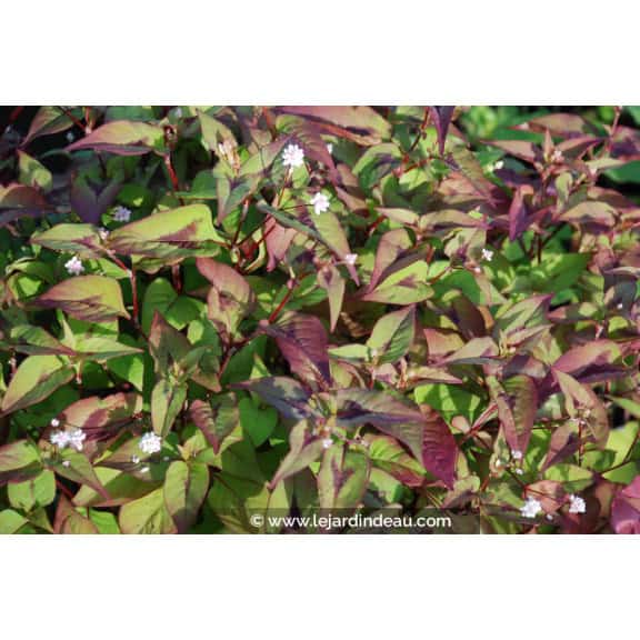 PERSICARIA elata
