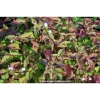 PERSICARIA elata
