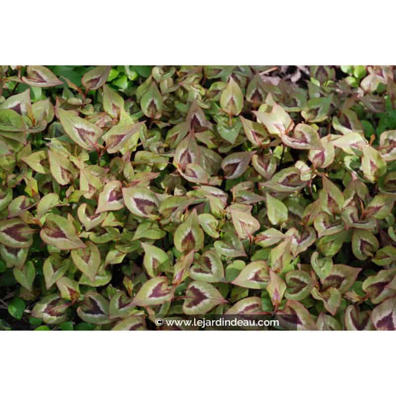 PERSICARIA elata