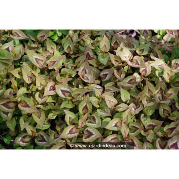 PERSICARIA elata