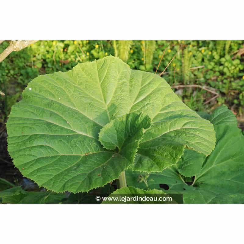 PETASITES hybridus PETASITES hybridus