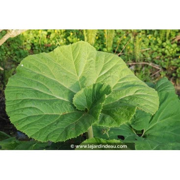 PETASITES hybridus - Pétasite hybride