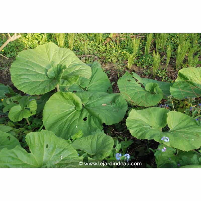 PETASITES hybridus PETASITES hybridus