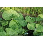 PETASITES hybridus PETASITES hybridus