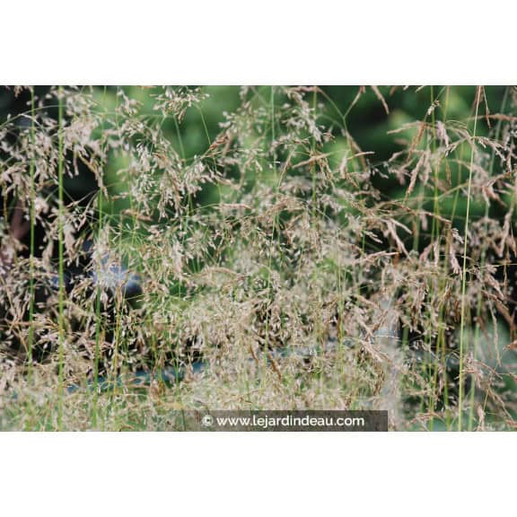 DESCHAMPSIA cespitosa 'Goldstaub'