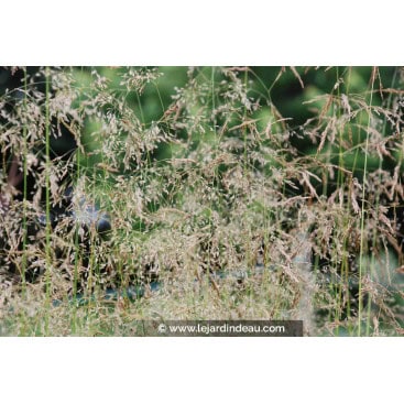 DESCHAMPSIA cespitosa \'Goldstaub\' - Ruwe Smele, Deschampsia Goldstaub