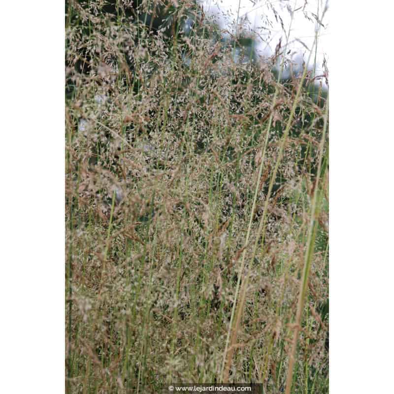 DESCHAMPSIA cespitosa 'Goldstaub' DESCHAMPSIA cespitosa 'Goldstaub'