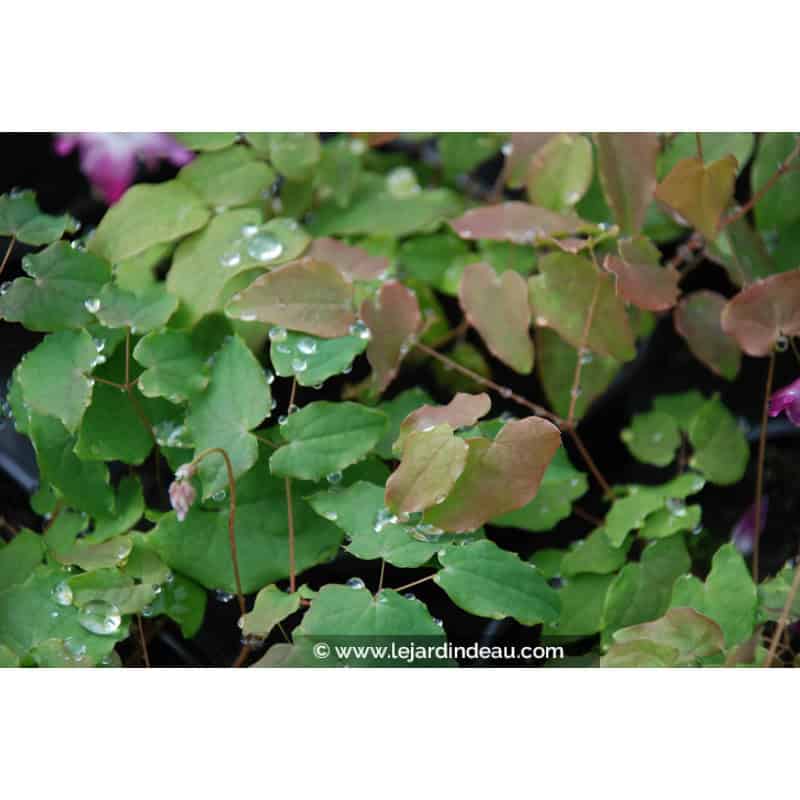 EPIMEDIUM youngianum 'Merlin' EPIMEDIUM youngianum 'Merlin'