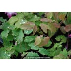EPIMEDIUM youngianum 'Merlin' EPIMEDIUM youngianum 'Merlin'