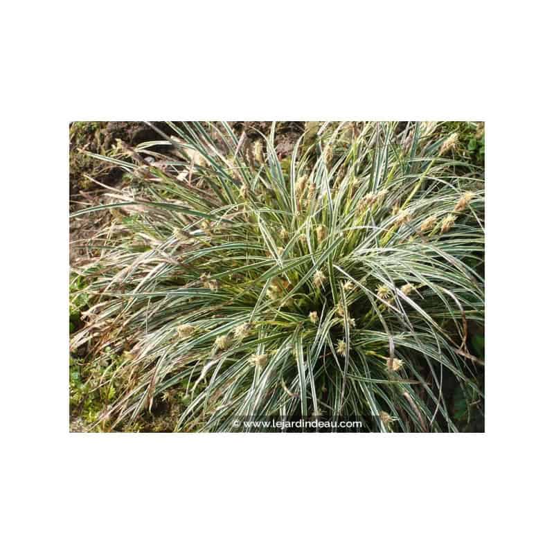 CAREX conica 'Snowline' CAREX conica 'Snowline'