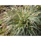 CAREX conica 'Snowline' CAREX conica 'Snowline'