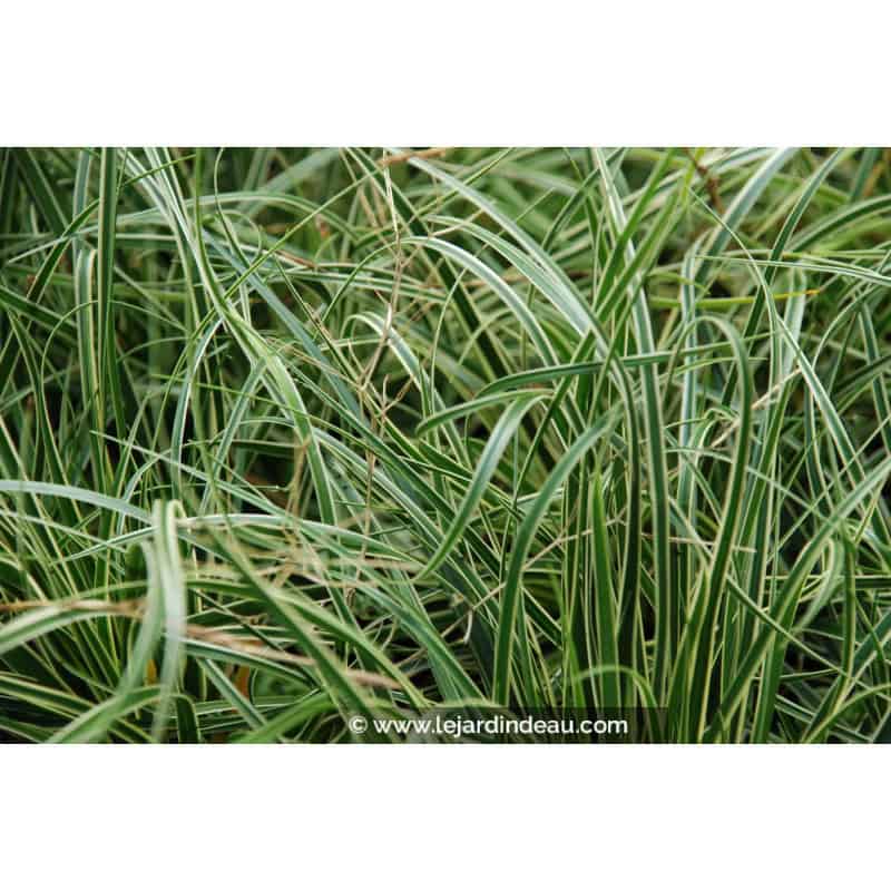 CAREX conica 'Snowline' CAREX conica 'Snowline'