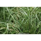 CAREX conica 'Snowline' CAREX conica 'Snowline'