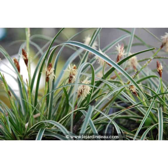 CAREX conica 'Snowline'