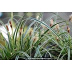CAREX conica 'Snowline' CAREX conica 'Snowline'