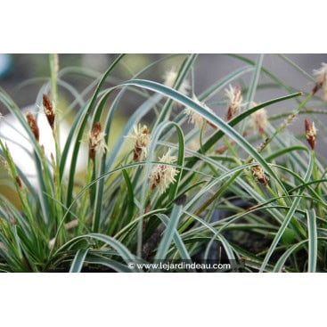CAREX conica \'Snowline\' - Laîche de Corée