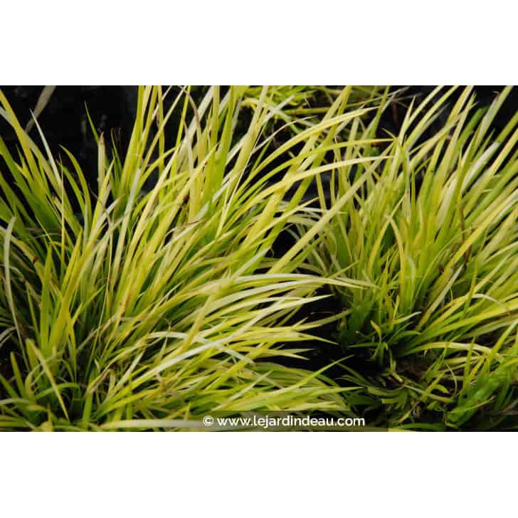 ACORUS gramineus 'Hakuro Nishiki'