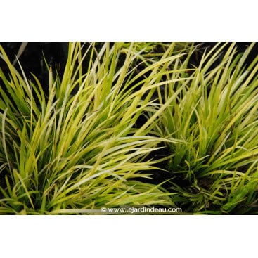 ACORUS gramineus \'Hakuro Nishiki\' - Acore Graminée / Rock Sweet Flag / Kalmus