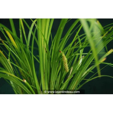 ACORUS gramineus var. pusillus - Acore &agrave; feuilles de gramin&eacute;es