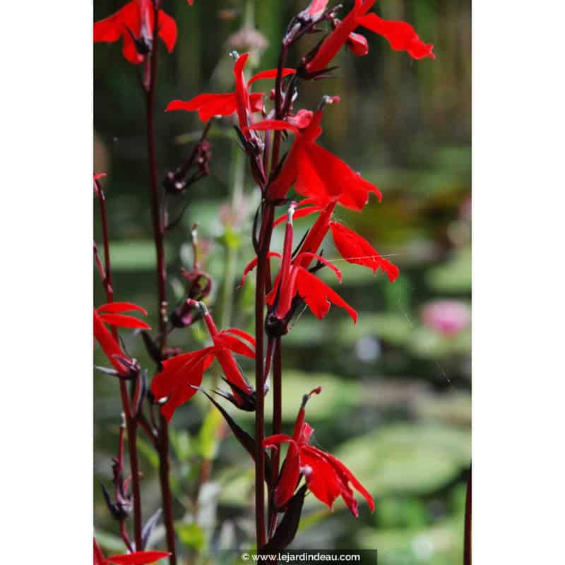 LOBELIA 'Queen Victoria' LOBELIA 'Queen Victoria'