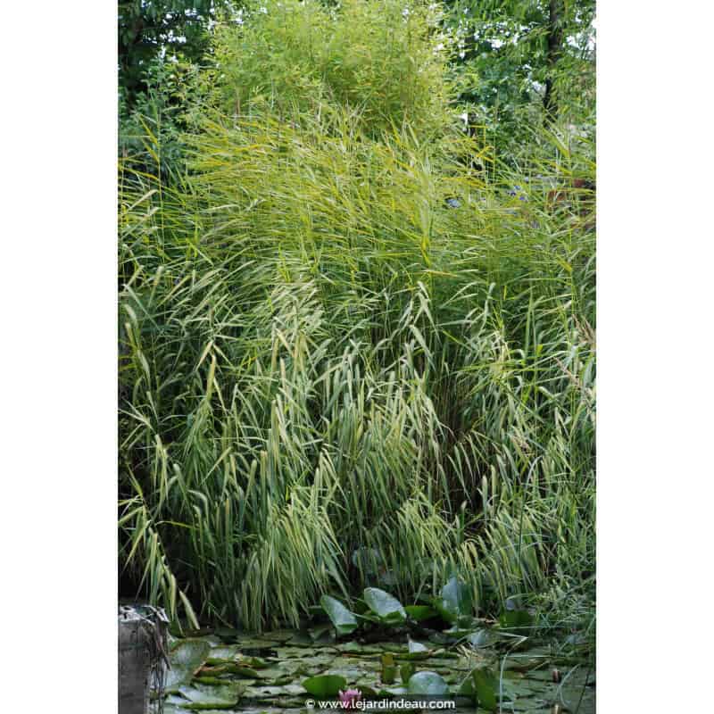 PHRAGMITES australis 'Variegatus' PHRAGMITES australis 'Variegatus'