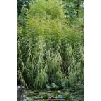PHRAGMITES australis 'Variegatus' PHRAGMITES australis 'Variegatus'